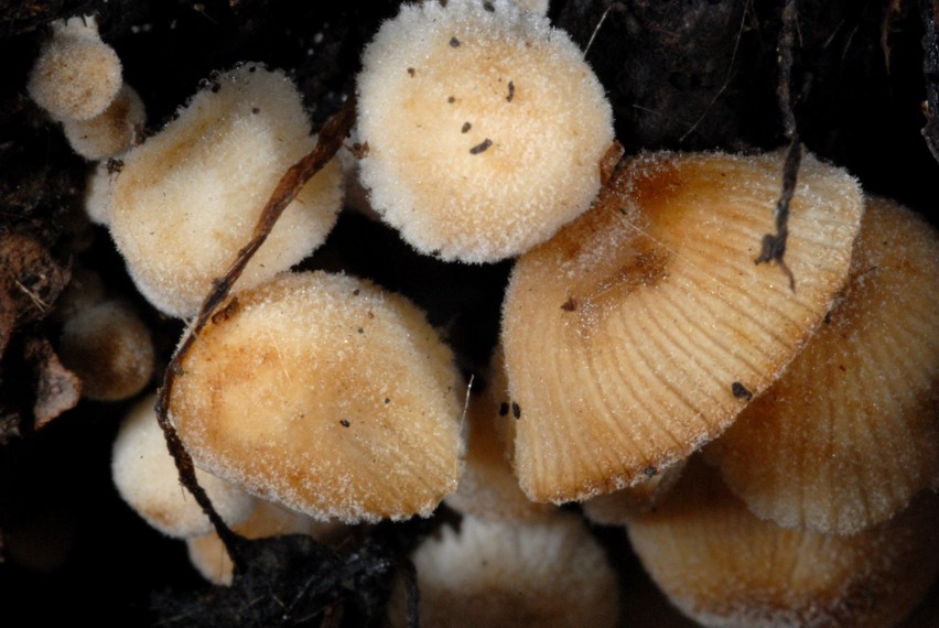 Psathyrella pygmaea ?